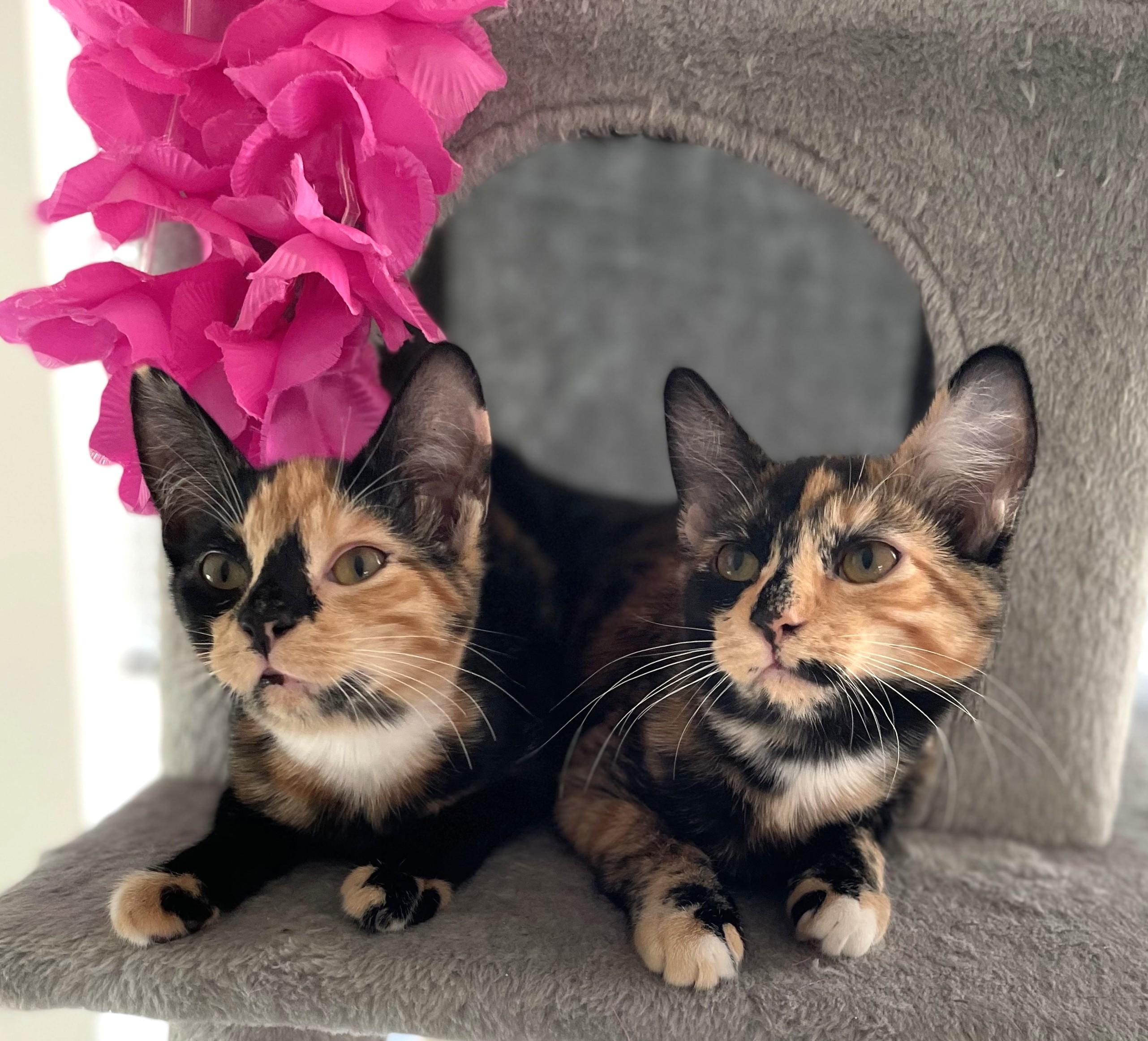 Matcha & Mocha, a Adopted Domestic Short Hair in Saanichton, BC image 4/5