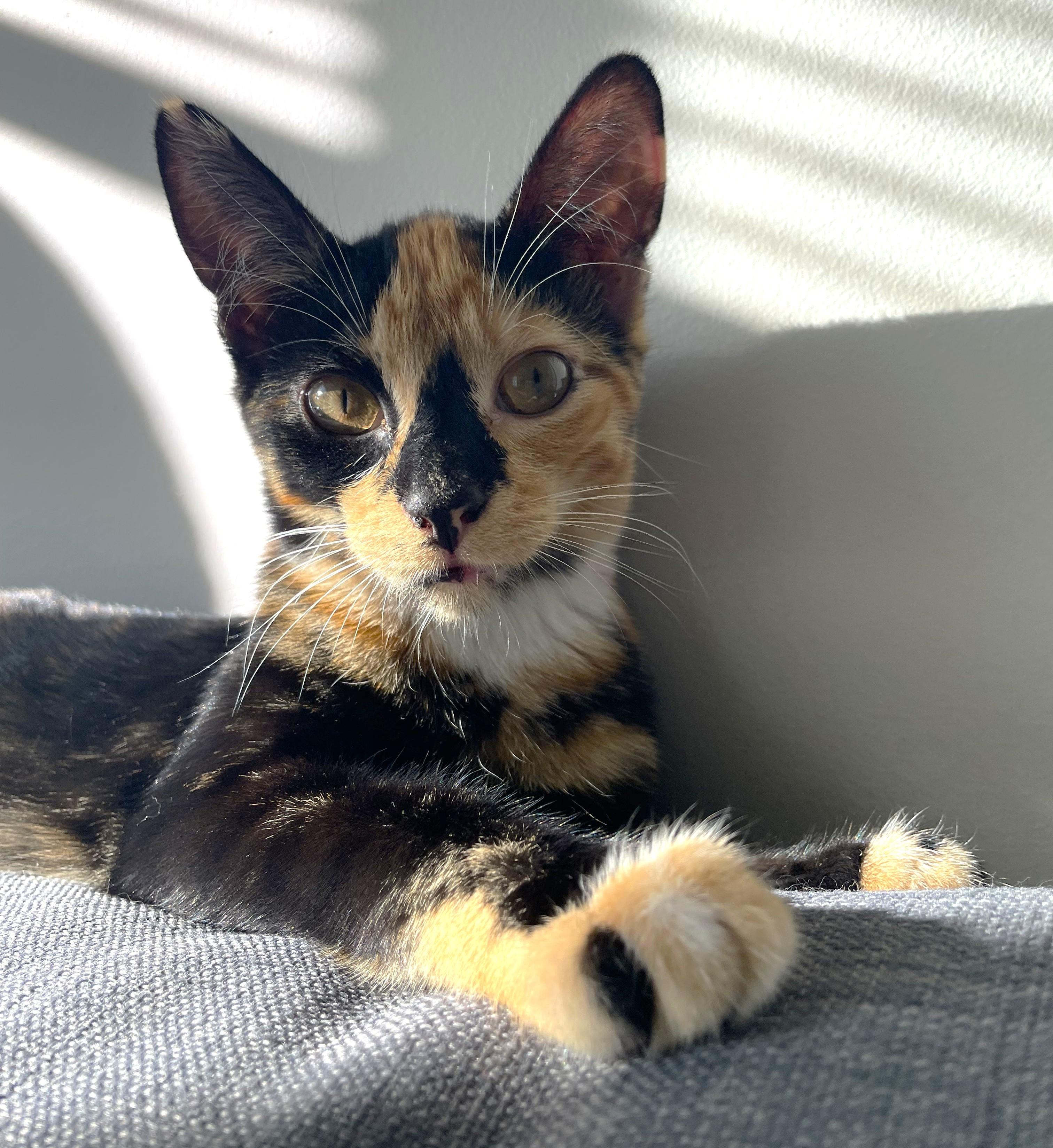 Matcha & Mocha, a Adopted Domestic Short Hair in Saanichton, BC image 5/5