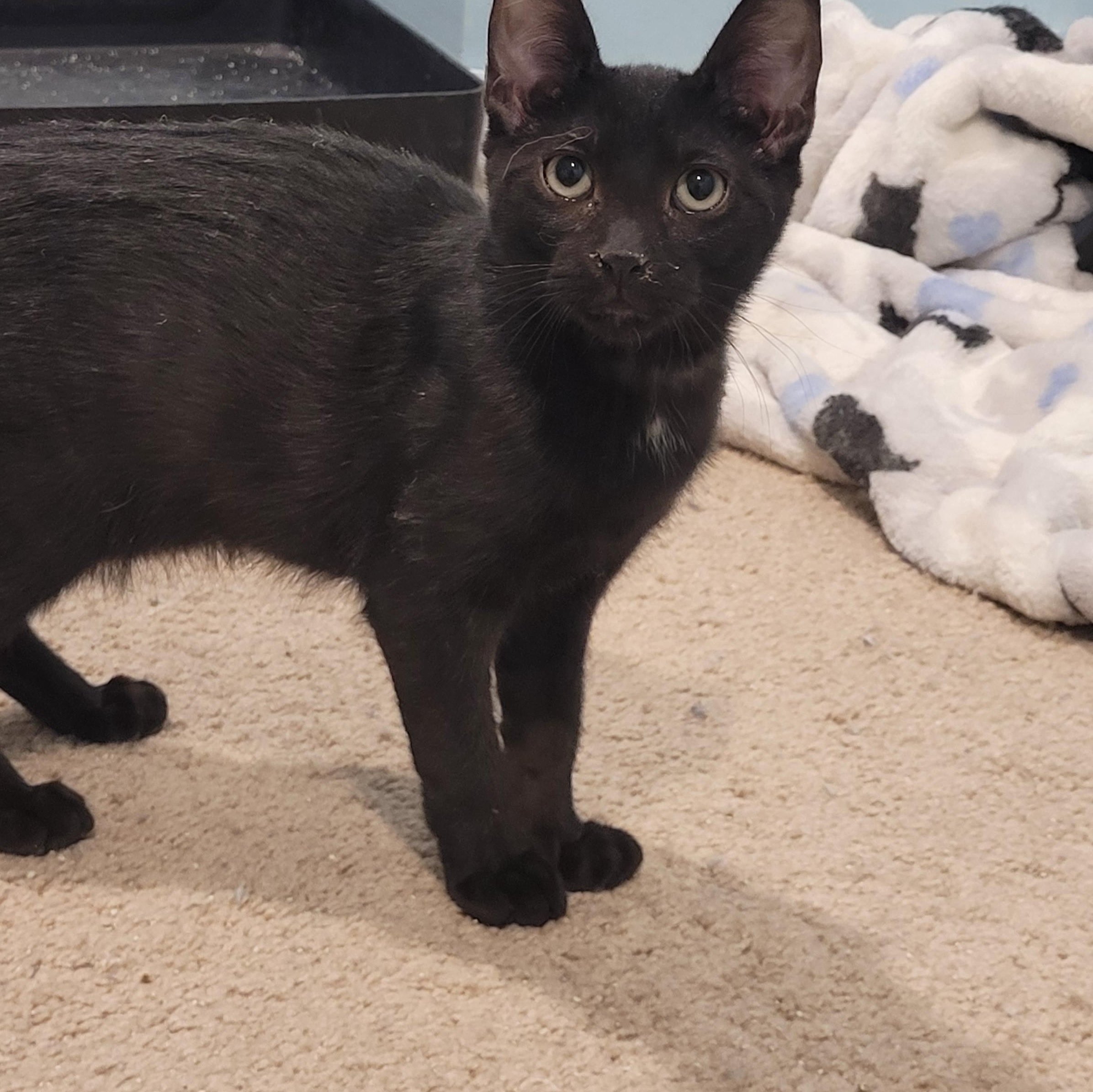 Enlarge Krueger, a ADOPTABLE Bombay in Maple Shade, NJ image 3/3