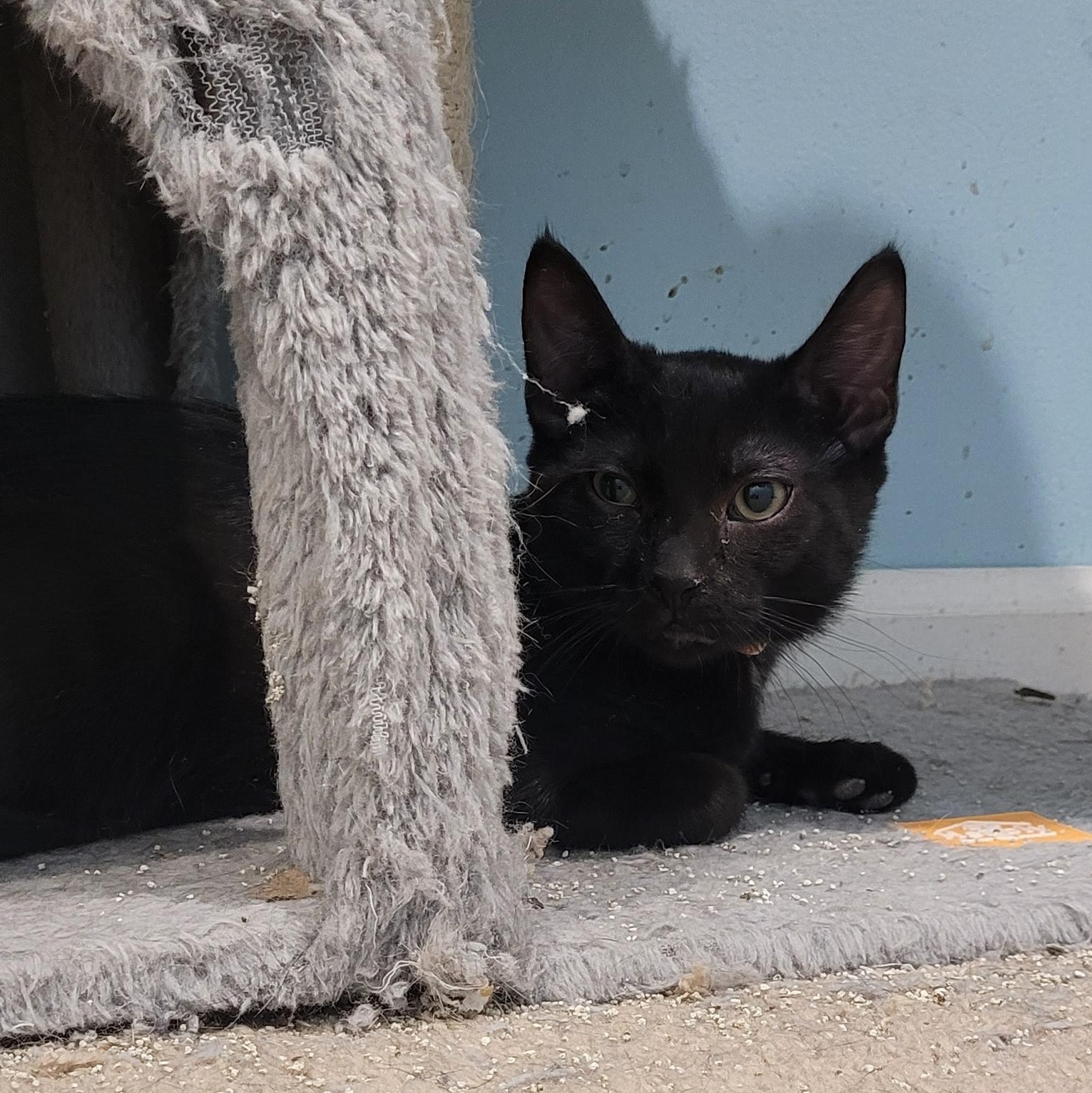 Enlarge Krueger, a ADOPTABLE Bombay in Maple Shade, NJ image 1/3