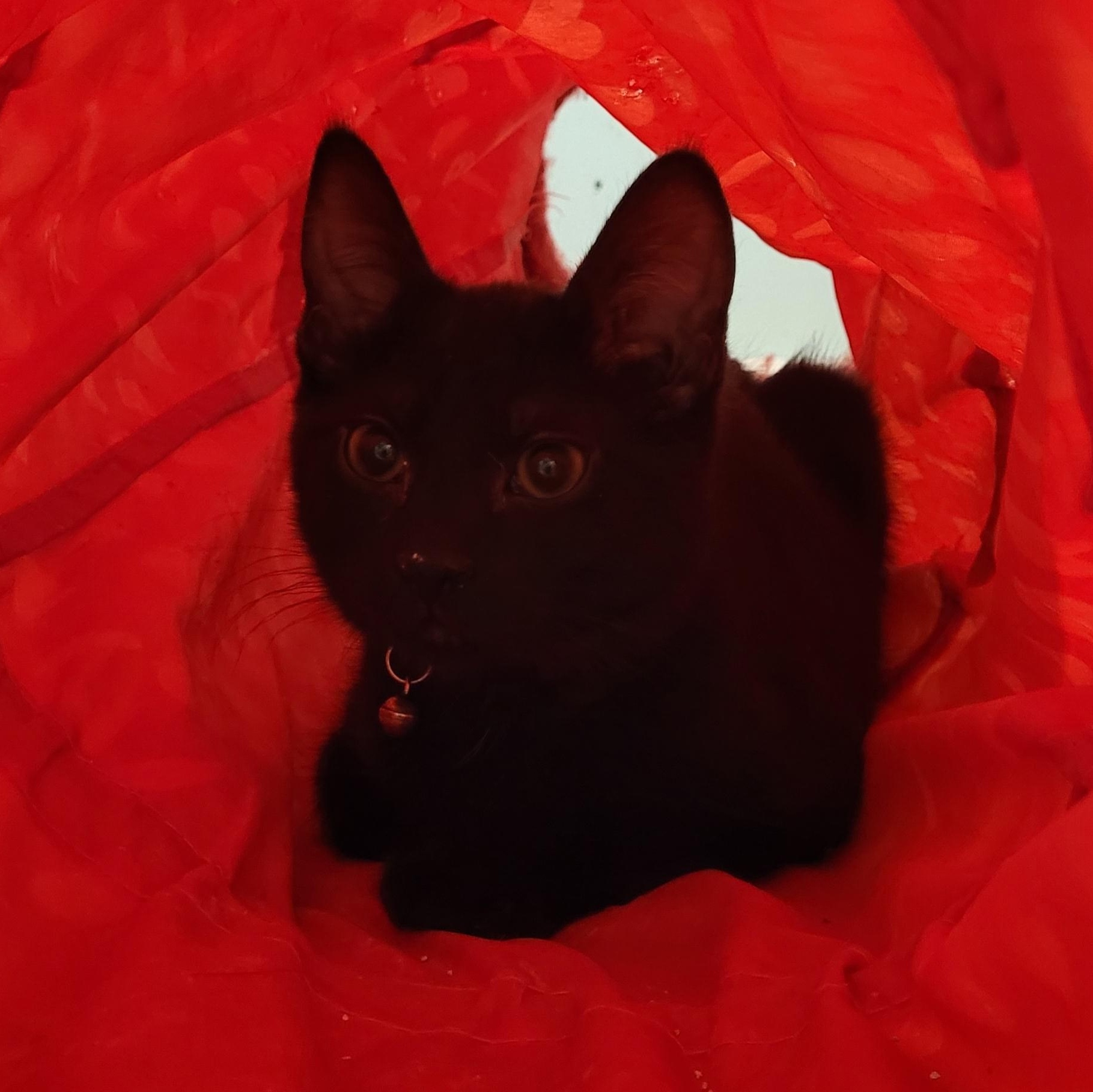 Enlarge Krueger, a ADOPTABLE Bombay in Maple Shade, NJ image 2/3