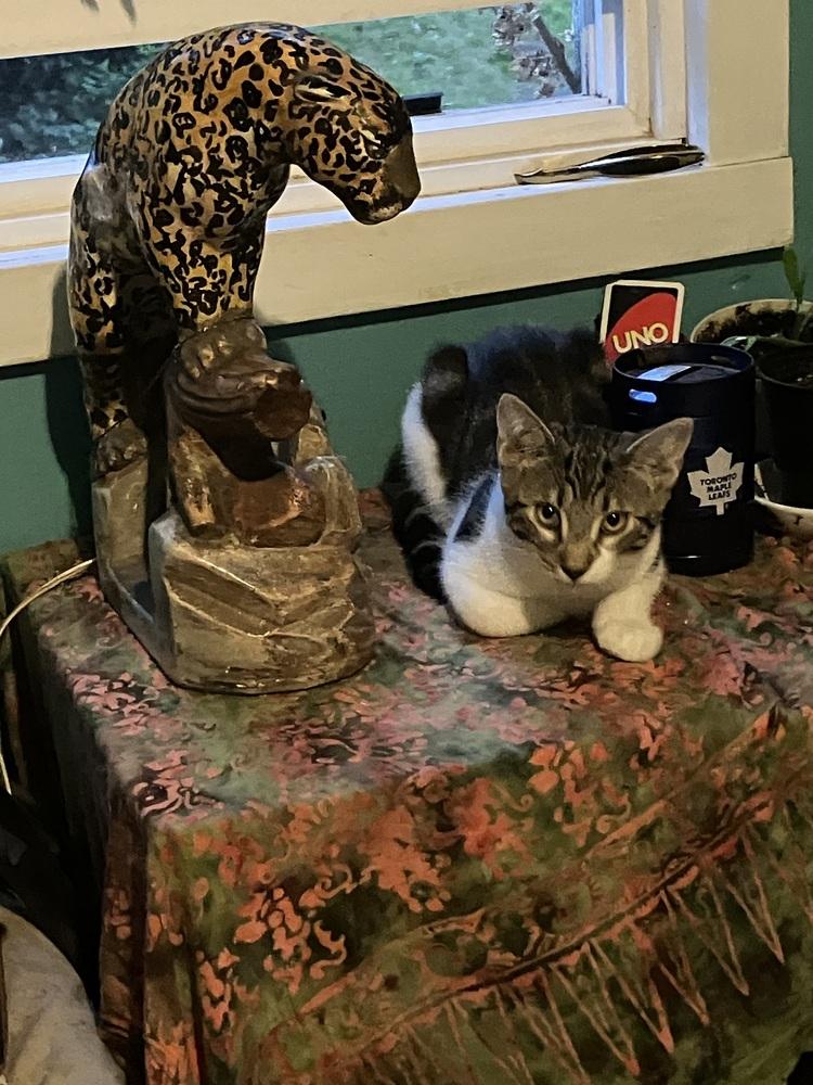 Cinder, a Adoptable mixed breed in Bellingham, WA image 1/4