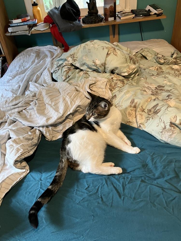 Enlarge Cinder, a Adoptable mixed breed in Bellingham, WA image 2/5