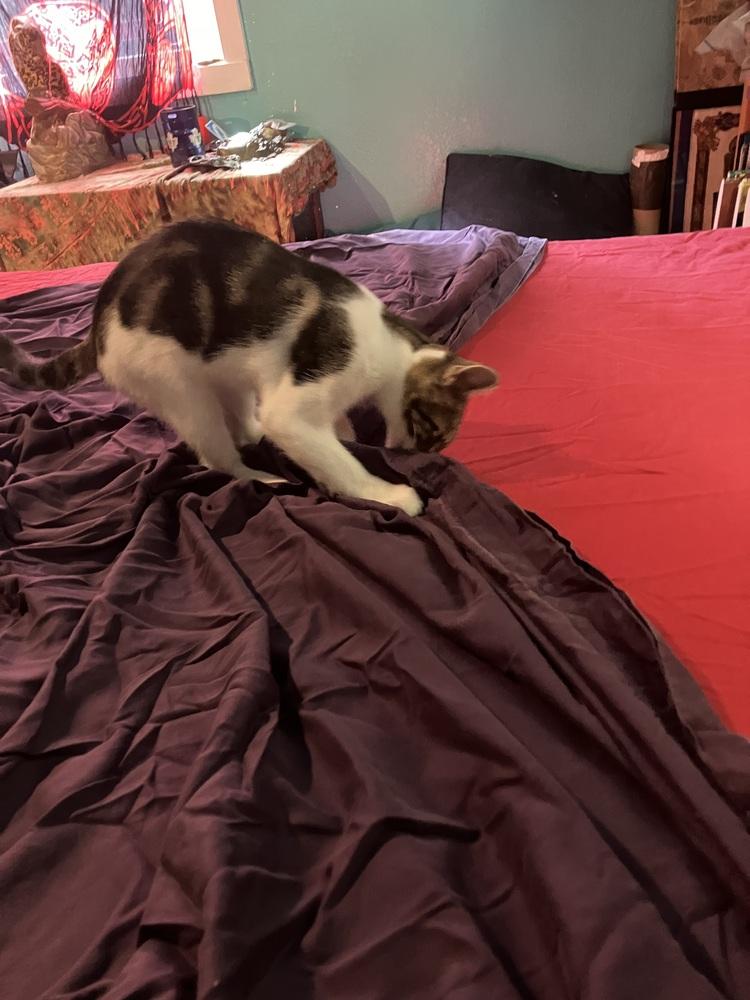 Cinder, Adoptable, Kitten Male Domestic Short Hair.