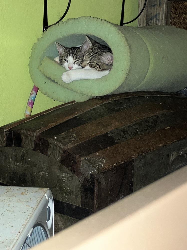 Cinder, a Adoptable mixed breed in Bellingham, WA image 3/4