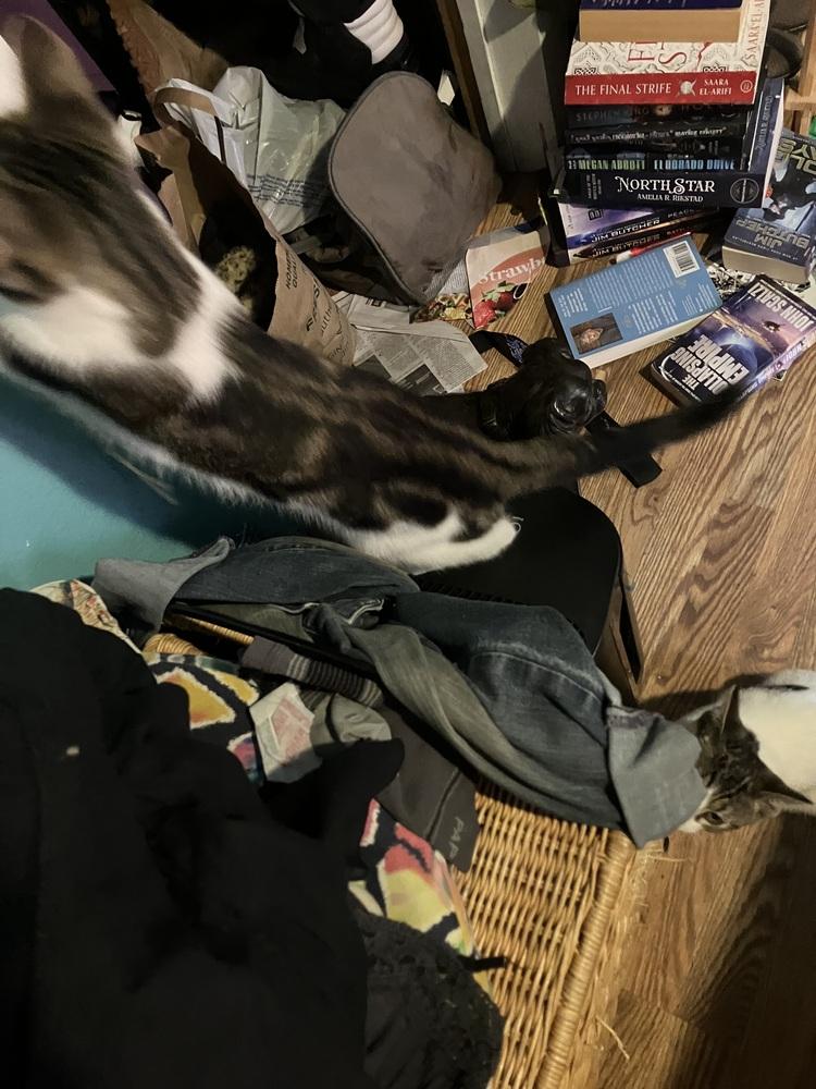 Cinder, a Adoptable mixed breed in Bellingham, WA image 4/4