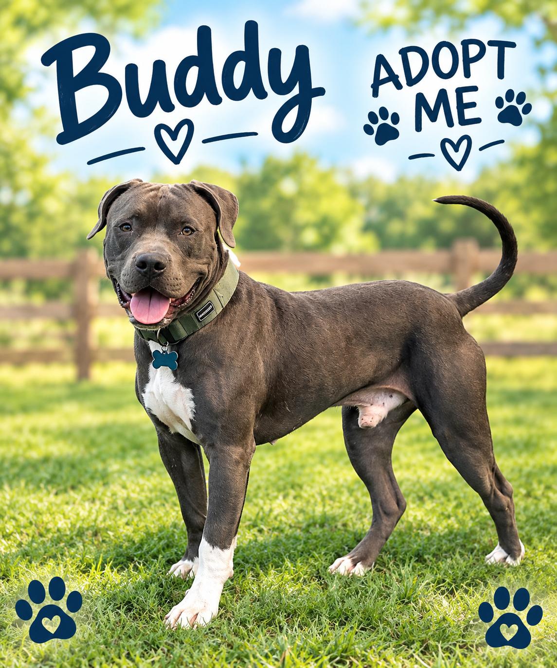 Buddy, Adoptable, Adult Male American Staffordshire Terrier.