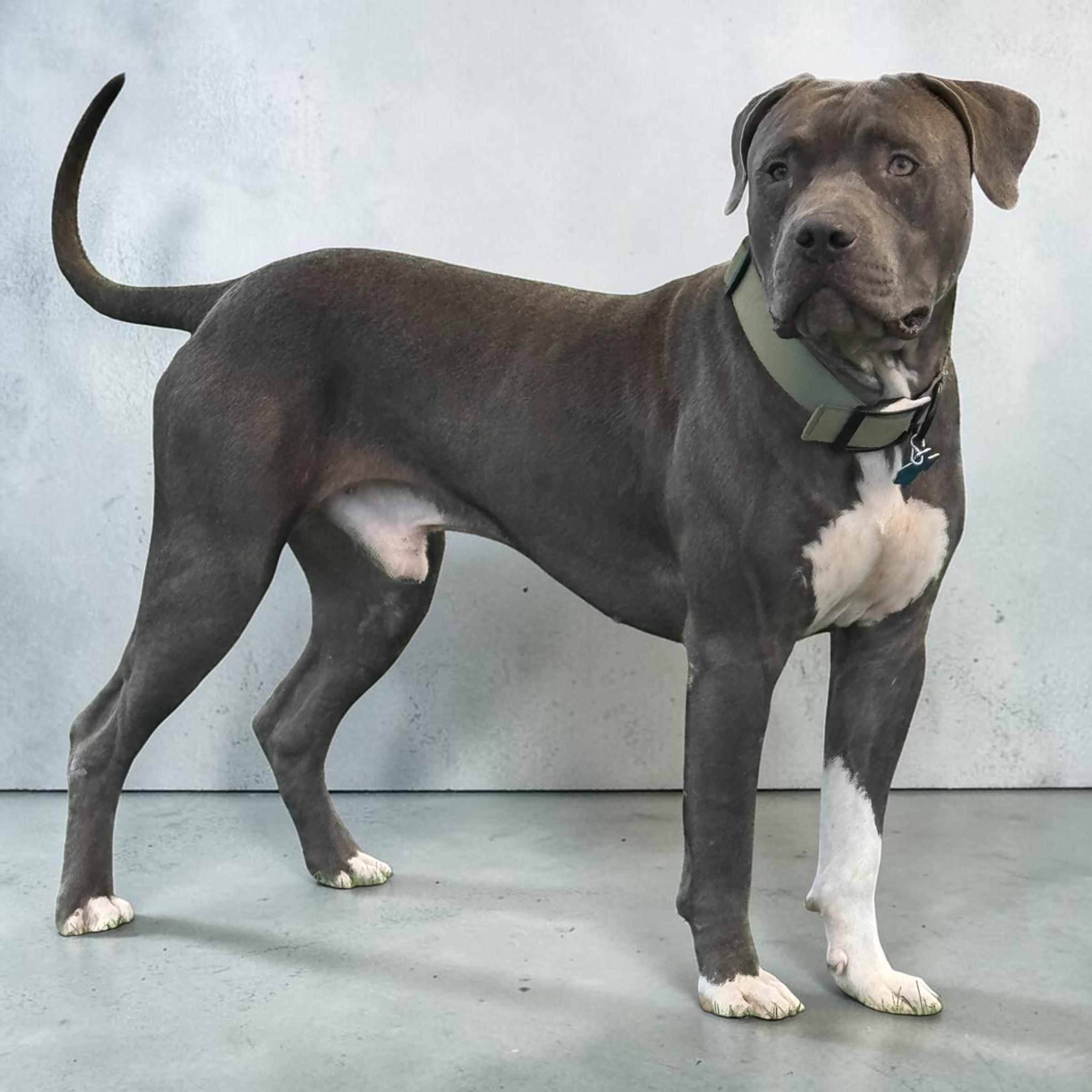 Enlarge Buddy, a Adoptable mixed breed in Chippewa Falls, WI image 2/5