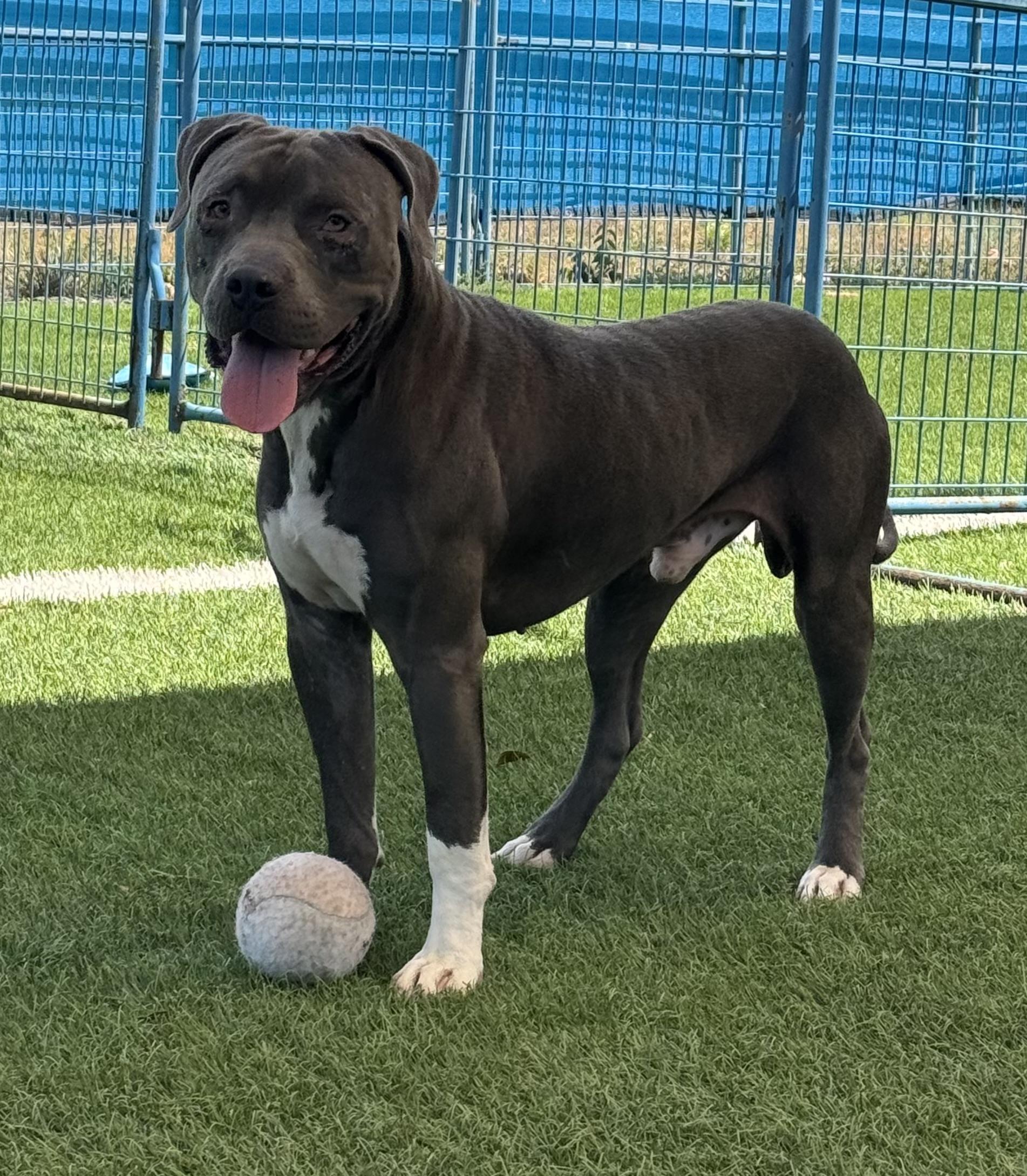 Enlarge Buddy, a Adoptable mixed breed in Chippewa Falls, WI image 5/5
