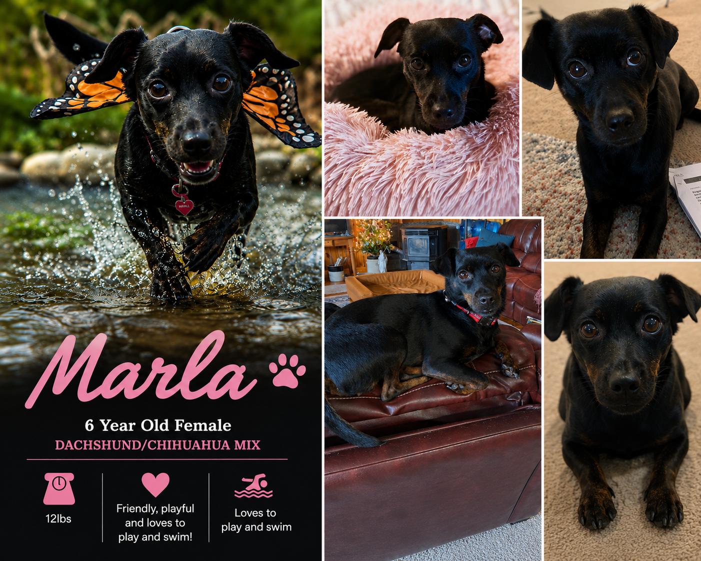 Enlarge Marla, a Adoptable mixed breed in Bristol , CT image 1/1