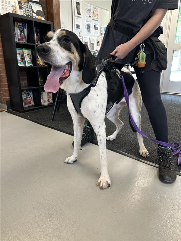 Arthur Buttons, Adoptable, Adult Male Hound & American.