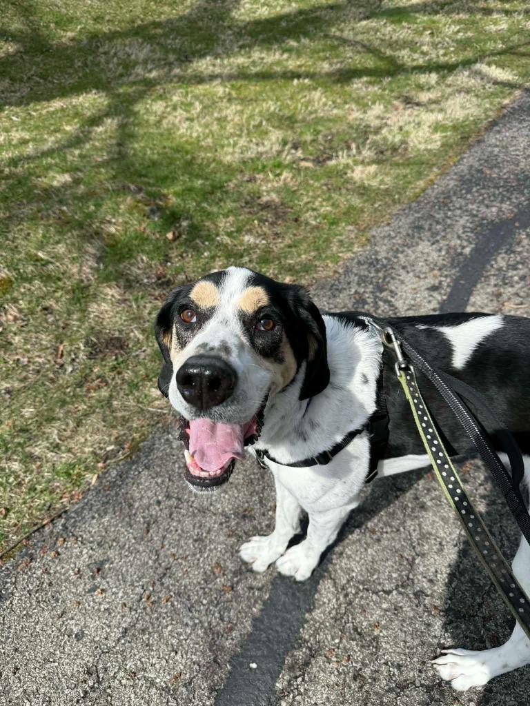 Enlarge Arthur Buttons, a Adoptable mixed breed in New Kensington, PA image 2/6