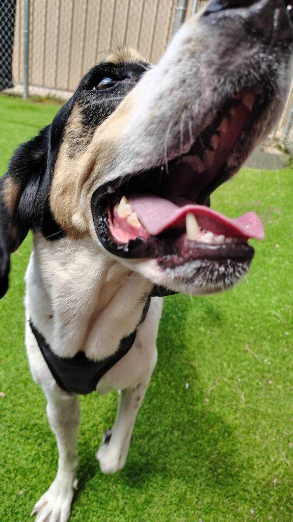 Enlarge Arthur Buttons, a Adoptable mixed breed in New Kensington, PA image 3/6