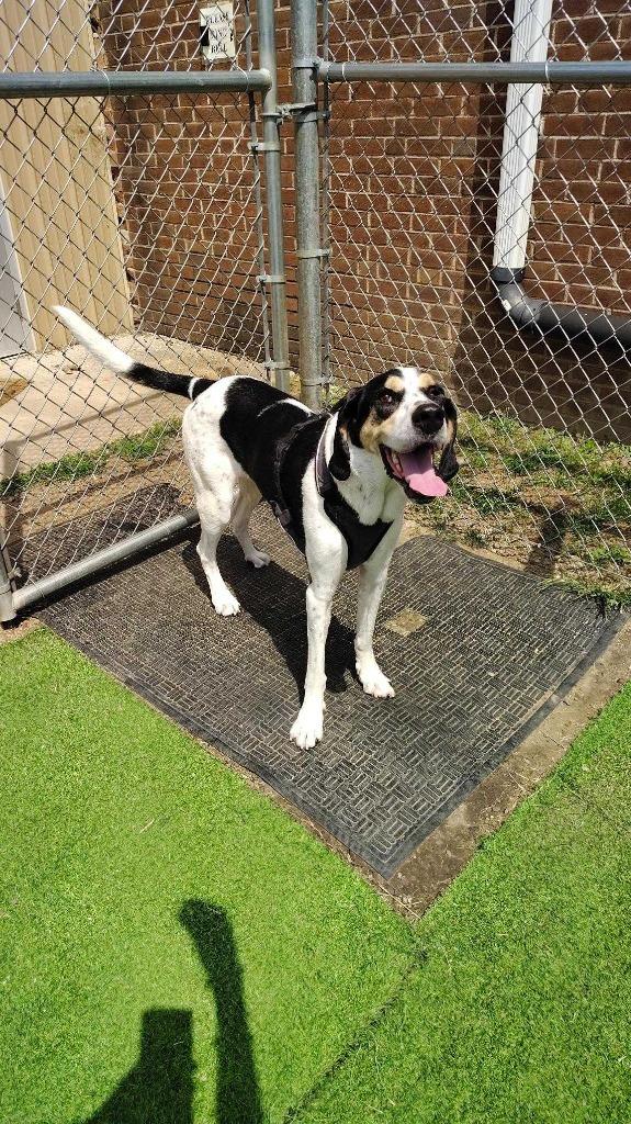 Enlarge Arthur Buttons, a Adoptable mixed breed in New Kensington, PA image 4/6