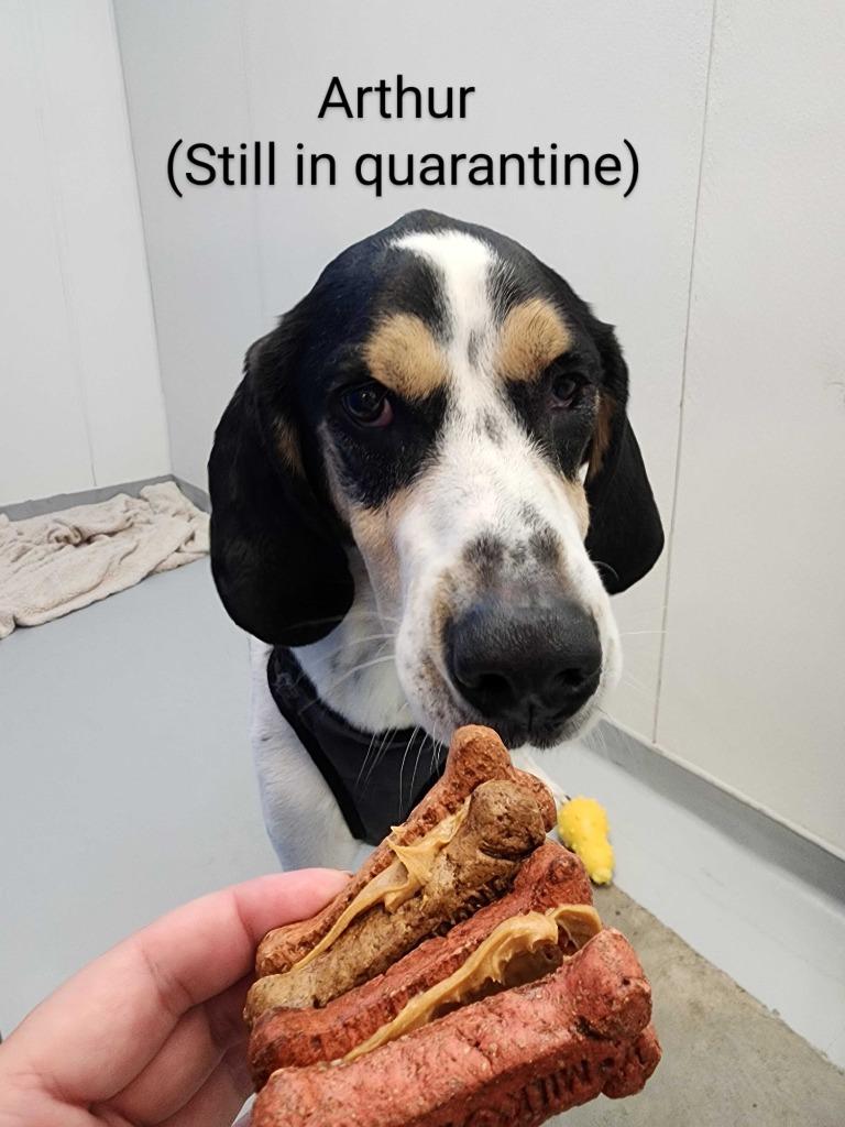 Enlarge Arthur Buttons, a Adoptable mixed breed in New Kensington, PA image 5/6