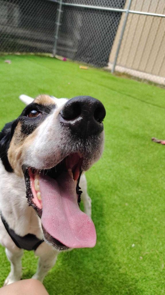 Enlarge Arthur Buttons, a Adoptable mixed breed in New Kensington, PA image 6/6