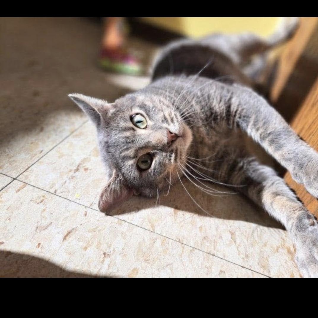 Enlarge Sir Charles The Great, a Adopted Domestic Short Hair in Storm Lake, IA image 1/1