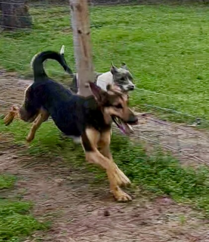 Kyra, a Adoptable mixed breed in Seattle, WA image 1/5