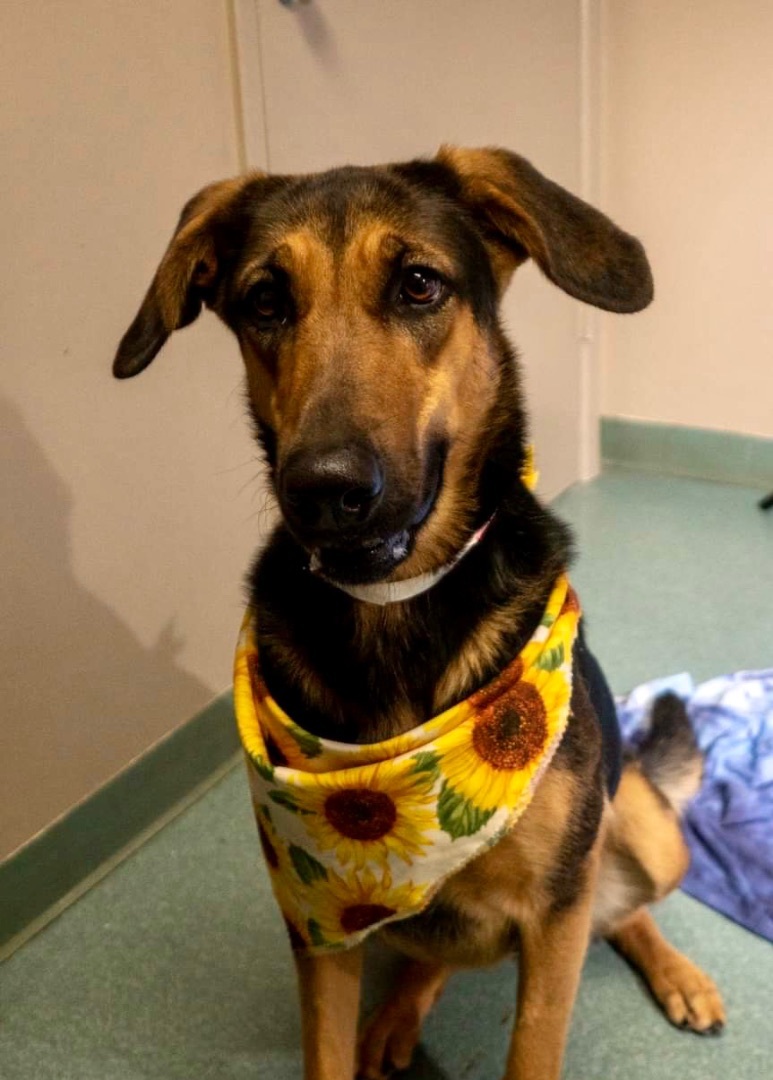 Kyra, a Adoptable mixed breed in Seattle, WA image 2/5