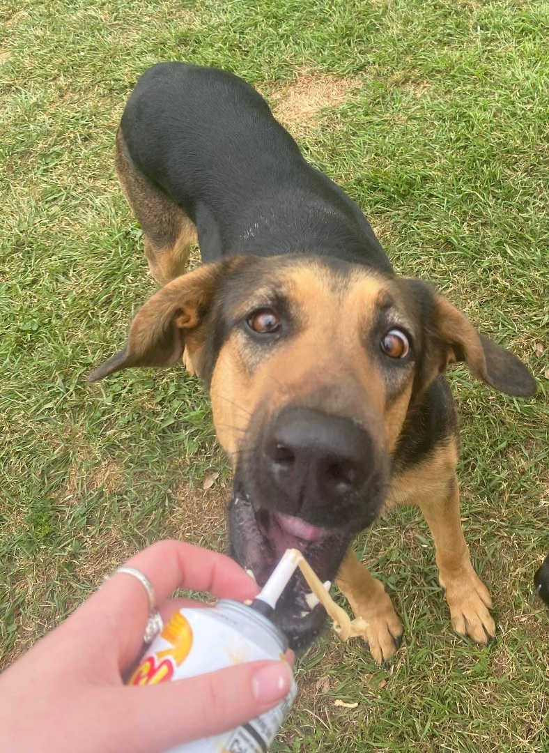 Kyra, a Adoptable mixed breed in Seattle, WA image 4/5