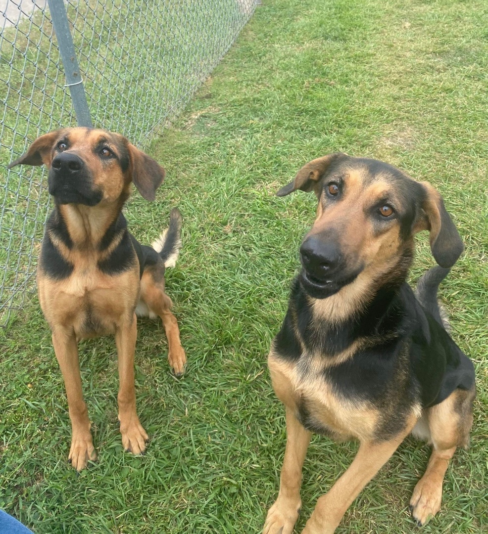 Kyra, a Adoptable mixed breed in Seattle, WA image 5/5