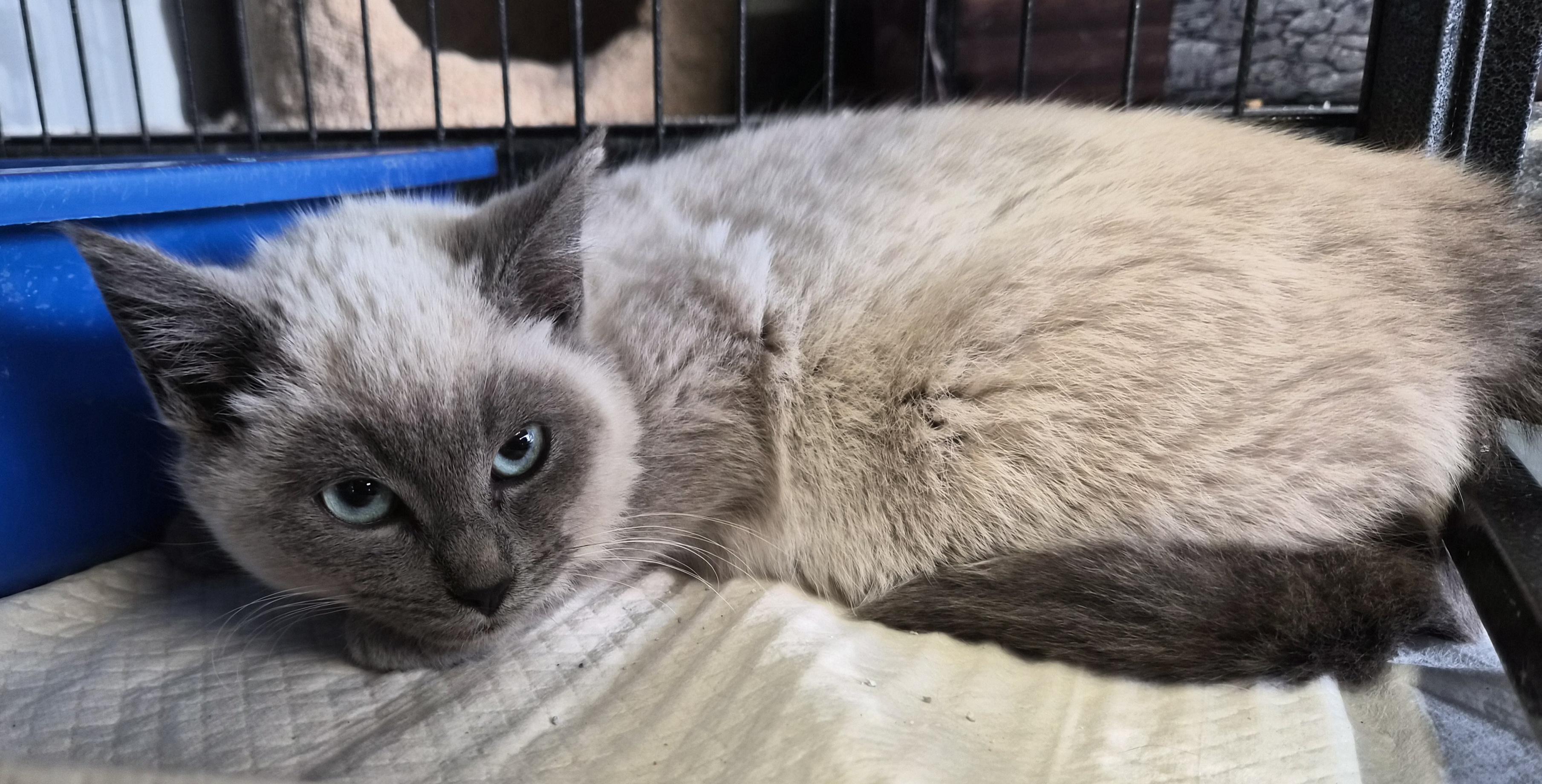 Enlarge Wheatie, a Adopted Domestic Short Hair in Hermitage, PA image 1/1