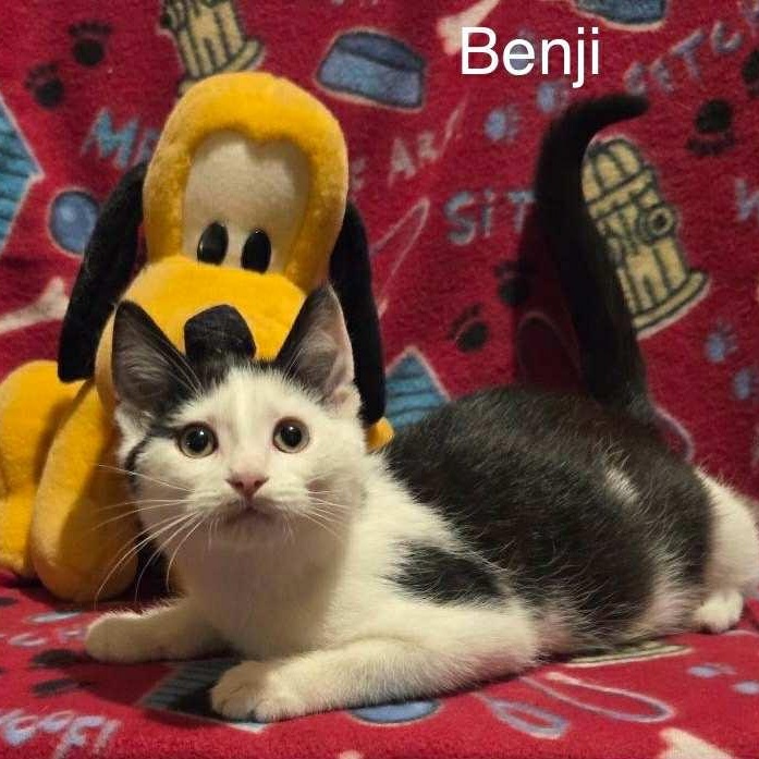 Benji, a Adoptable Domestic Short Hair in Livonia, MI image 5/6