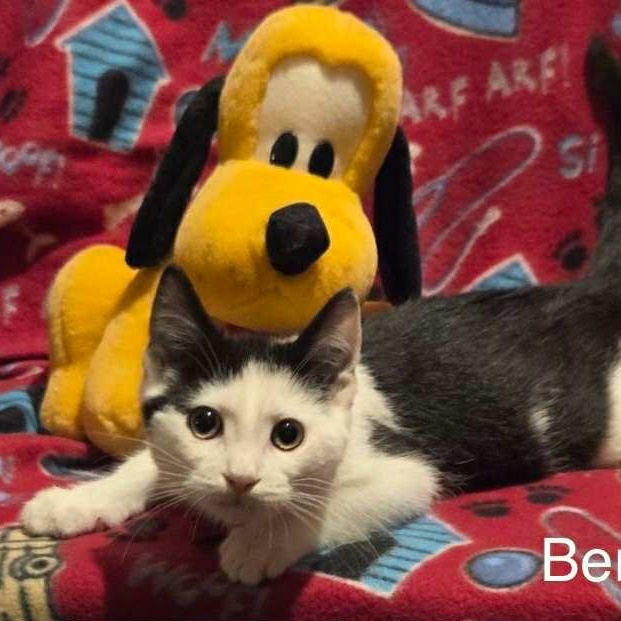 Benji, a Adoptable Domestic Short Hair in Livonia, MI image 2/6