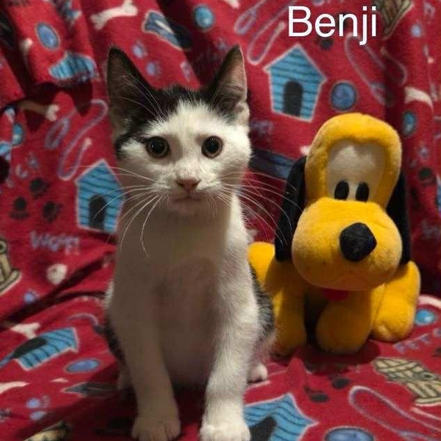 Benji, a Adoptable Domestic Short Hair in Livonia, MI image 4/6