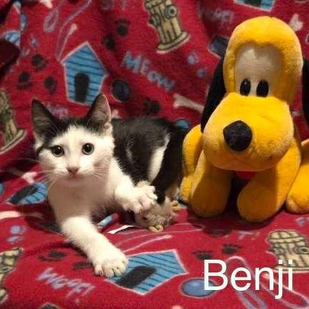 Benji, a Adoptable Domestic Short Hair in Livonia, MI image 3/6