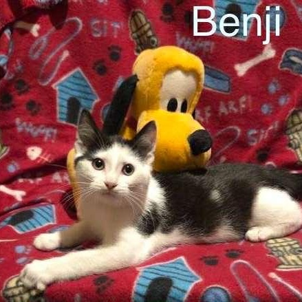 Benji, a Adoptable Domestic Short Hair in Livonia, MI image 1/6