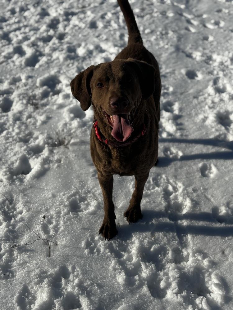 Enlarge Buddy, a Adoptable Chesapeake Bay Retriever in Irwin, PA image 3/4