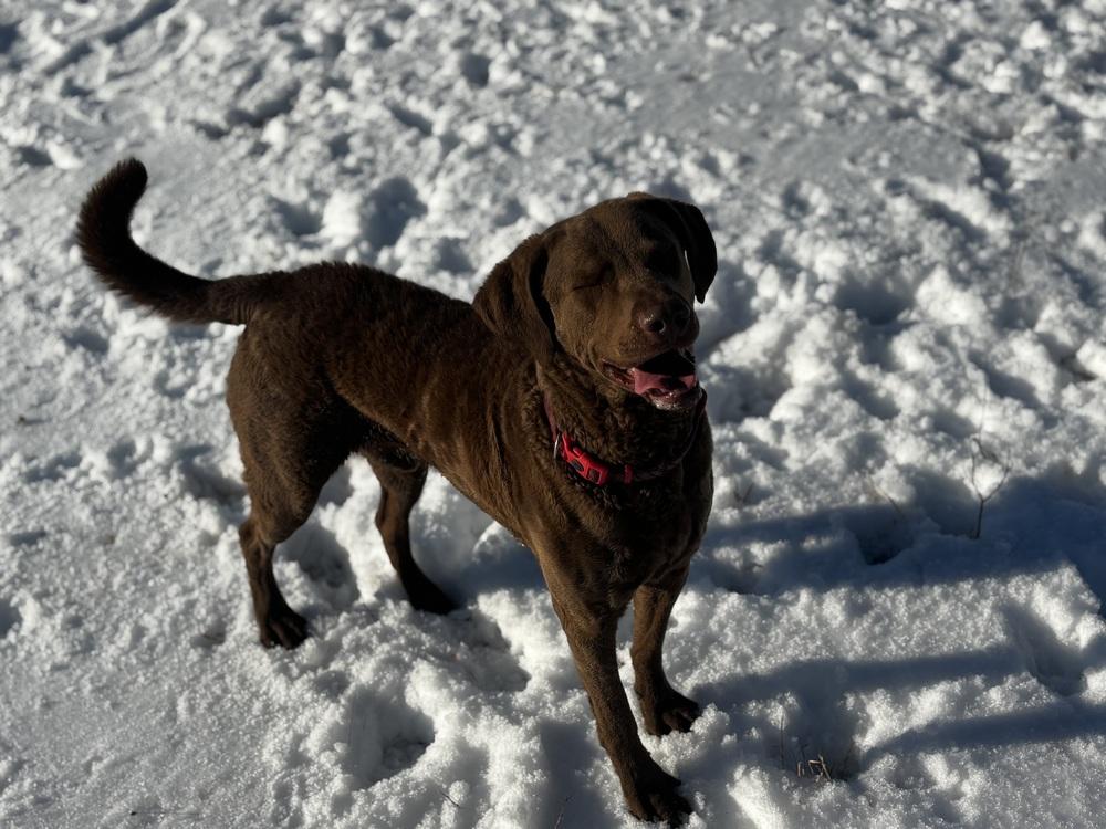 Enlarge Buddy, a Adoptable Chesapeake Bay Retriever in Irwin, PA image 4/4