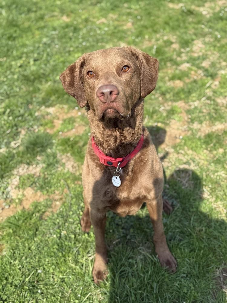 Enlarge Buddy, a Adoptable Chesapeake Bay Retriever in Irwin, PA image 1/4