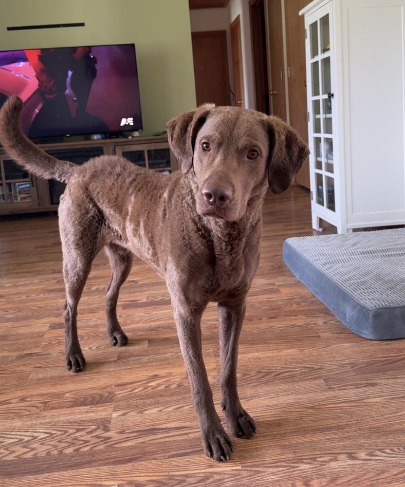 Enlarge Buddy, a Adoptable Chesapeake Bay Retriever in Irwin, PA image 2/4