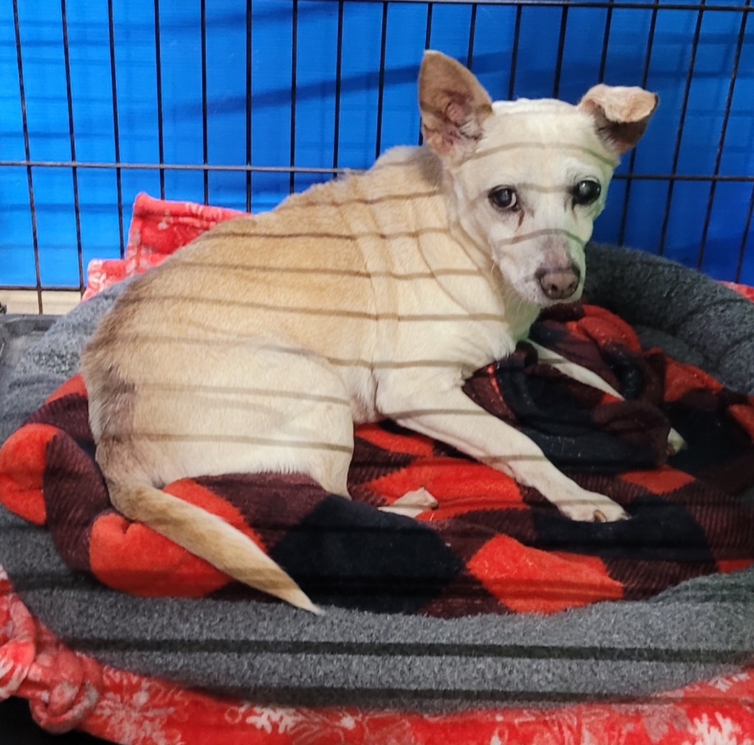 Walter, Adult Male Chihuahua