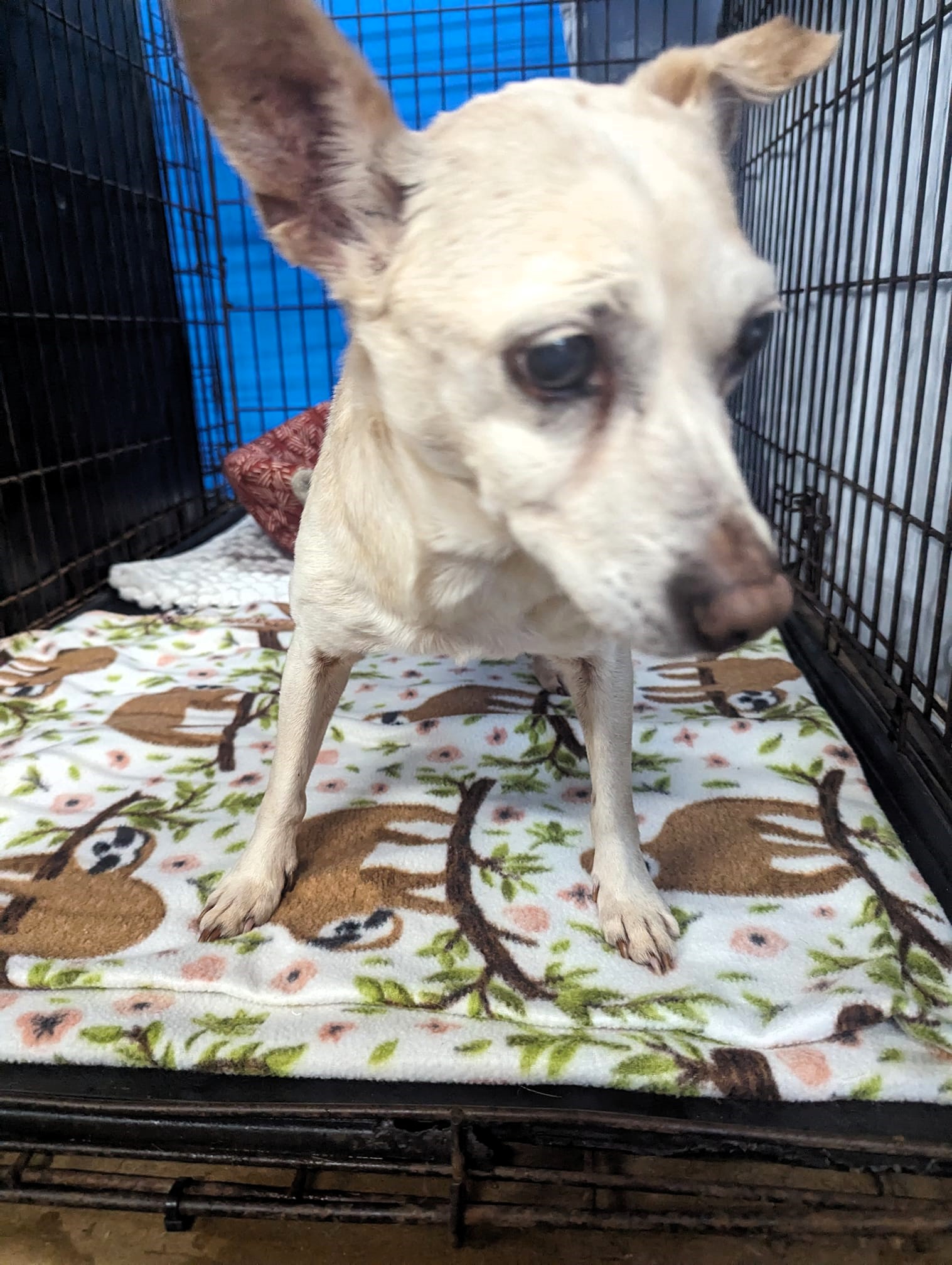 Walter, a Adoptable Chihuahua in Centerville, GA image 2/2