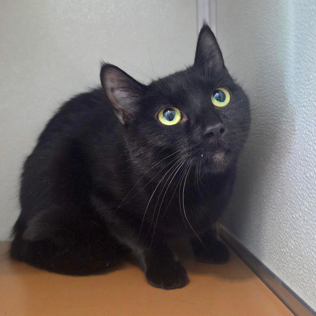 Enlarge Cha-Cha, a Adoptable Domestic Short Hair in Chattanooga, TN image 1/5