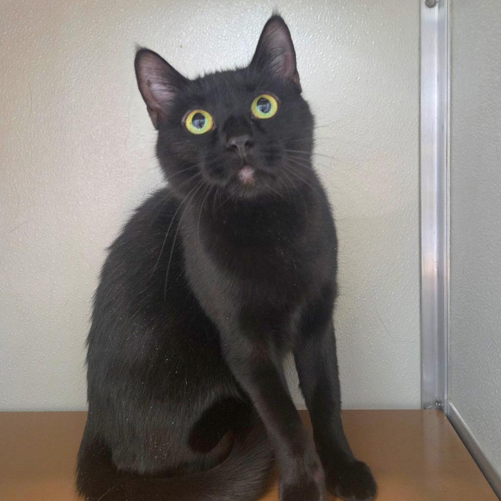 Enlarge Cha-Cha, a Adoptable Domestic Short Hair in Chattanooga, TN image 2/5