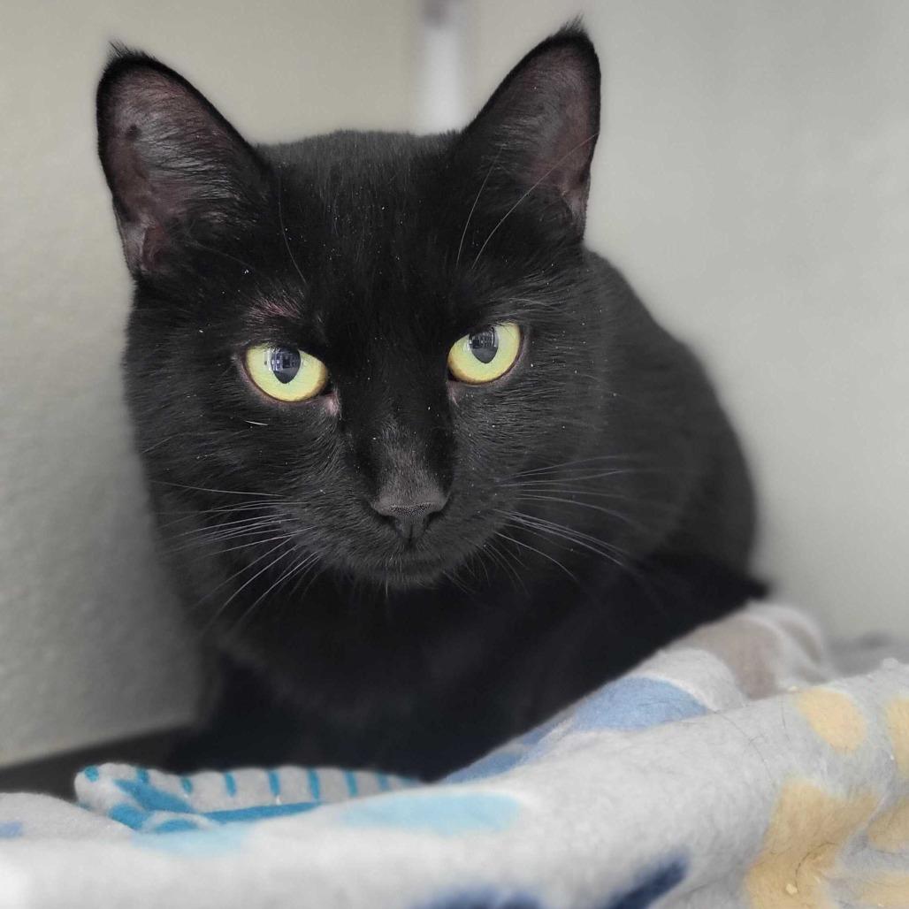 Enlarge Cha-Cha, a Adoptable Domestic Short Hair in Chattanooga, TN image 3/5