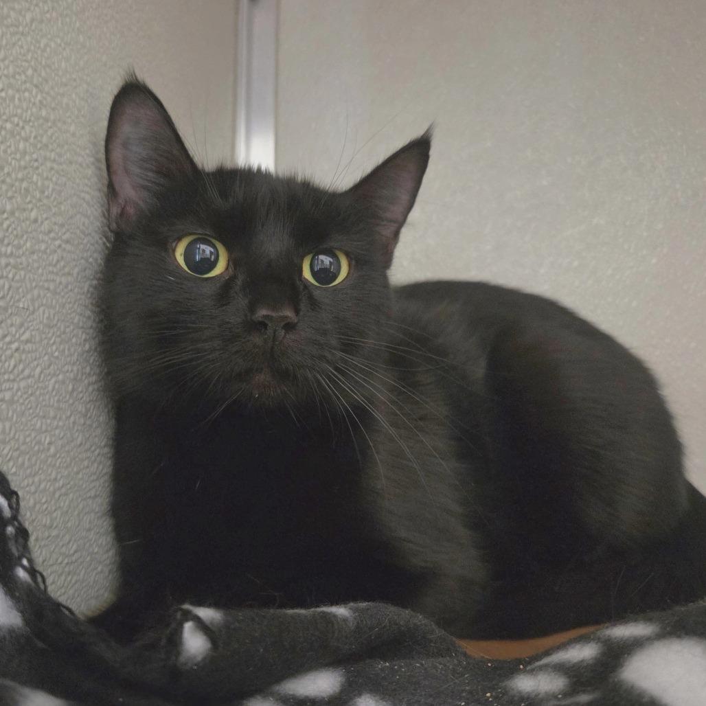 Enlarge Cha-Cha, a Adoptable Domestic Short Hair in Chattanooga, TN image 4/5