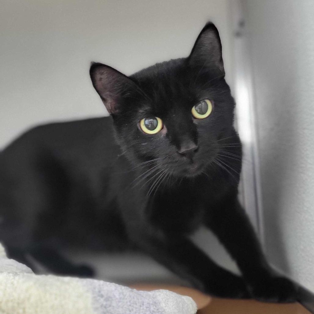 Enlarge Cha-Cha, a Adoptable Domestic Short Hair in Chattanooga, TN image 5/5