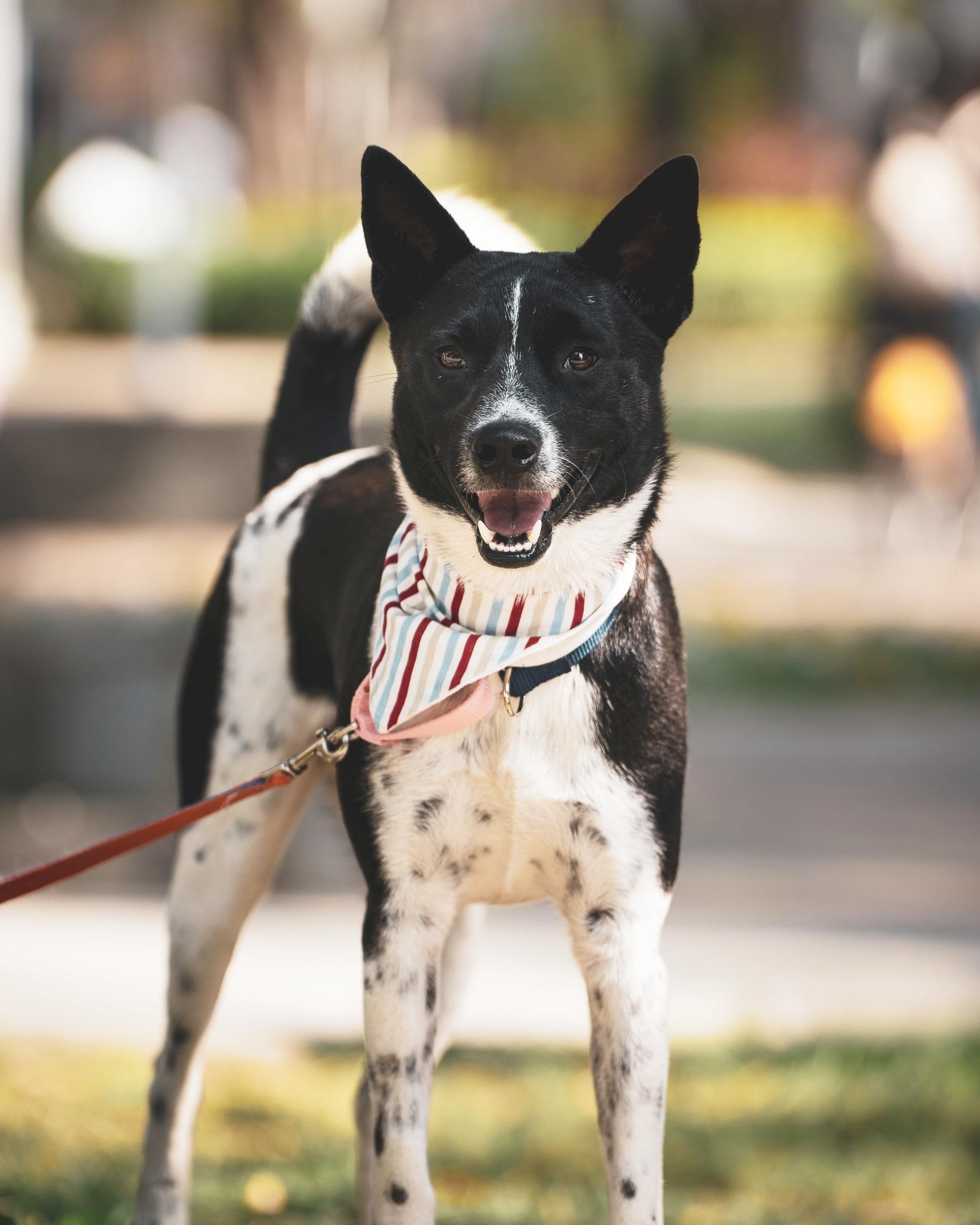 Enlarge Seven, a Adoptable mixed breed in San Mateo, CA image 1/6