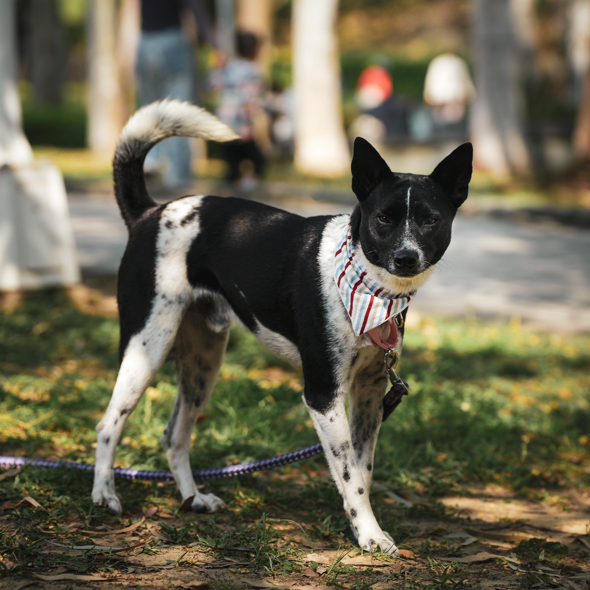 Enlarge Seven, a Adoptable mixed breed in San Mateo, CA image 2/6