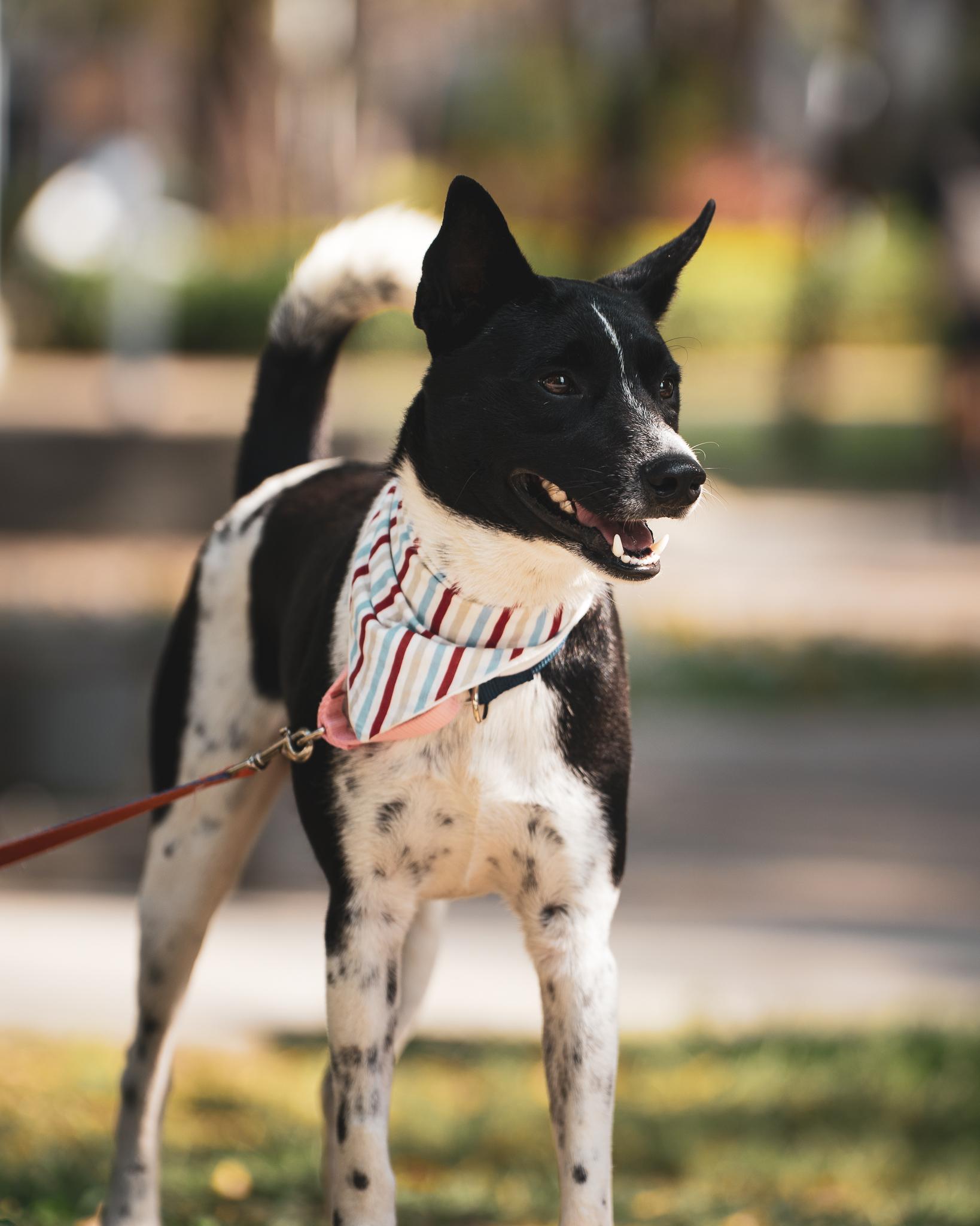 Enlarge Seven, a Adoptable mixed breed in San Mateo, CA image 3/6
