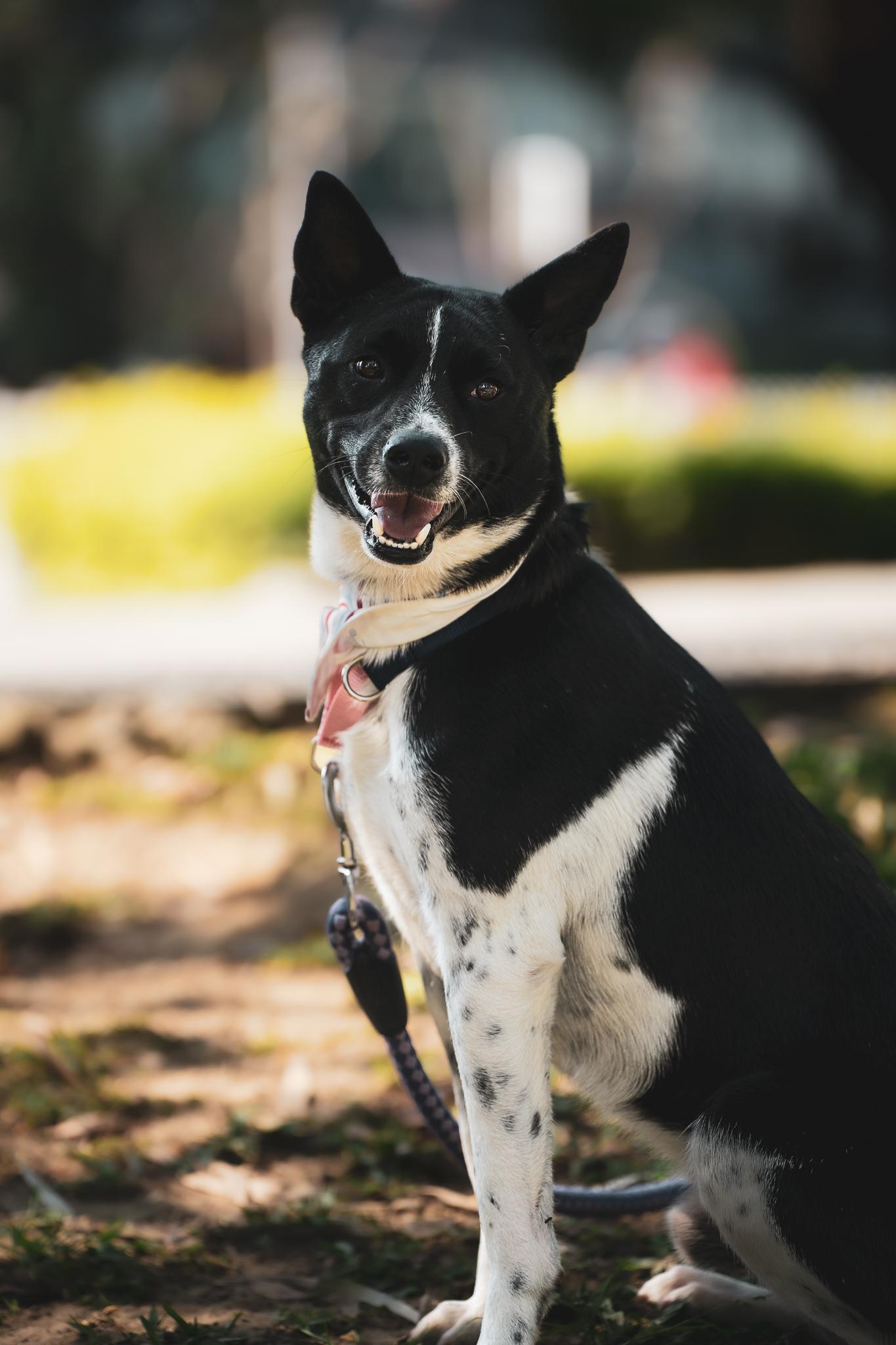 Enlarge Seven, a Adoptable mixed breed in San Mateo, CA image 4/6