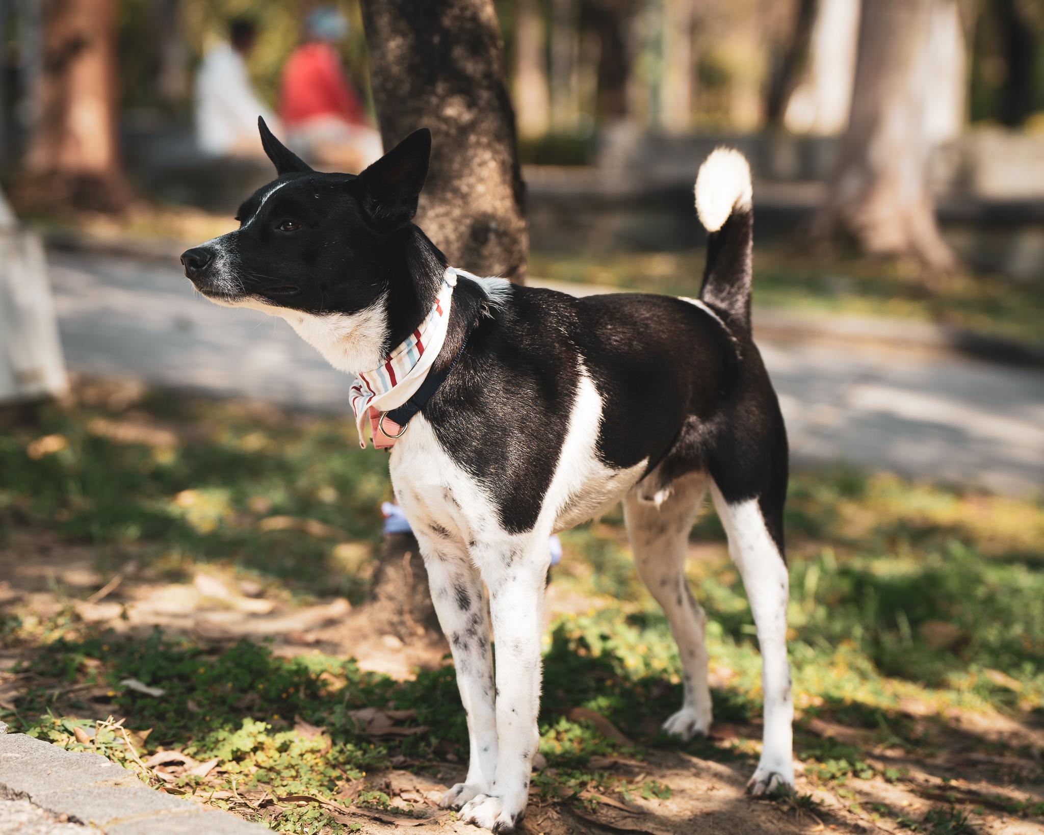 Enlarge Seven, a Adoptable mixed breed in San Mateo, CA image 5/6