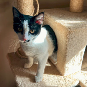 Enlarge Lily, a Adoptable Domestic Short Hair in Smyrna, GA image 1/6