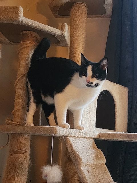 Enlarge Lily, a Adoptable Domestic Short Hair in Smyrna, GA image 2/6