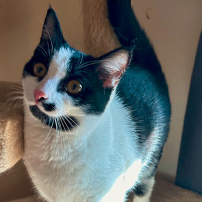 Enlarge Lily, a Adoptable Domestic Short Hair in Smyrna, GA image 3/6